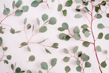 Beautiful eucalyptus branches pattern on pale pastel pink background. Flat lay, top view. Lifestyle composition.