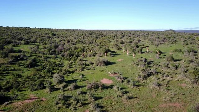 Giraffes. Aerial drone footage from above in 4K
