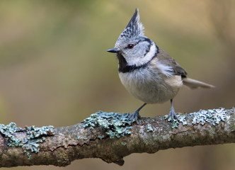European Crested Tit face posing on an old lichen covered branch in the forest