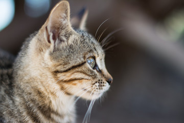 Close up view of a black cat's face