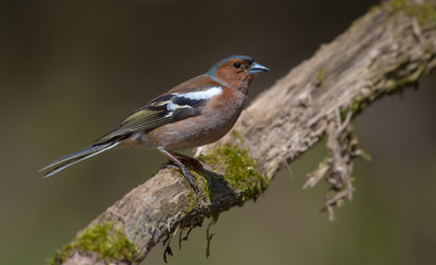 Common Chaffinch perched on old looking mossy branch