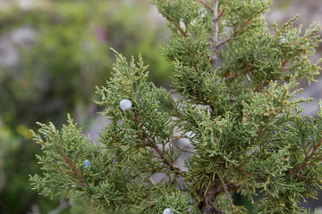 Obraz premium Juniper, North Khorasan, Iran