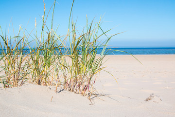 Fototapeta na wymiar dünenlandschaft strand 