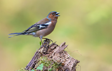 Male Common Chaffinch signs with fervent and passionate mood on an aged stub