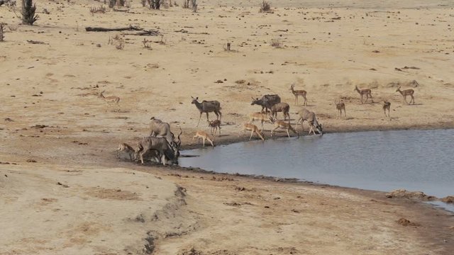unsuccessful crocodile attack on antelope kudu and Impala, Hwange national park, Matabeleland, North Zimbabwe. Wildlife safari