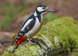 Male Great spotted woodpecker looks curious on a mossy stump