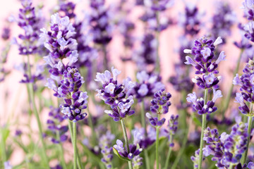 Lavender flowers.