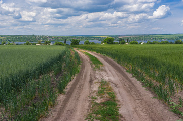 Earth road between unripe wheat fields leading to Pershe Travnia village in central Ukraine