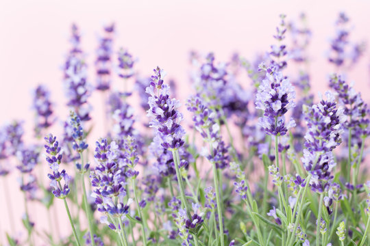 Lavender flowers. © gitusik