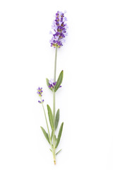 Naklejka premium Lavender flowers.