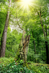 A dense, natural forest in the state of Brandenburg (Germany)
