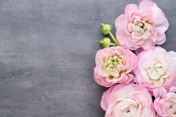 Pink beautiful ranunculus on gray background.