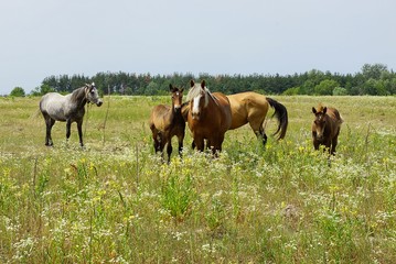 Naklejka na ściany i meble табун лошадей в цветущем поле в летний день