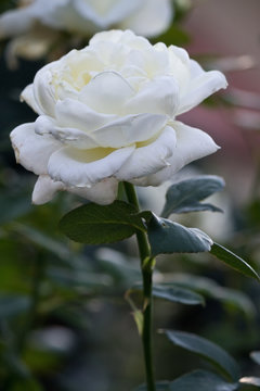 vertical image with a white rose closeup in the garden