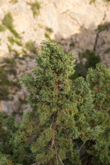 Obraz premium Juniper, North Khorasan, Iran