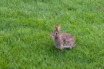 young wild rabbit having breakfast in my yard
