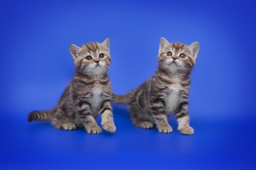 Two small Scottish kitten on blue background