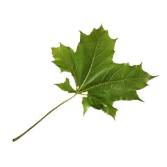 Maple leaf on white background