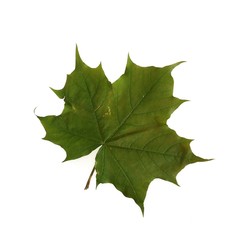 Maple leaf on white background