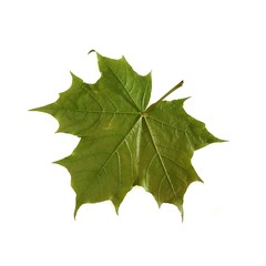 Maple leaf on white background