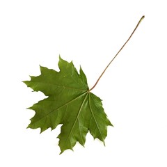 Maple leaf on white background