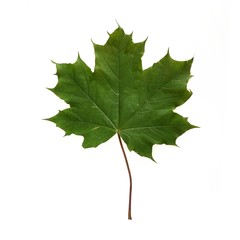 Maple leaf on white background