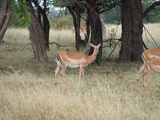 Impala