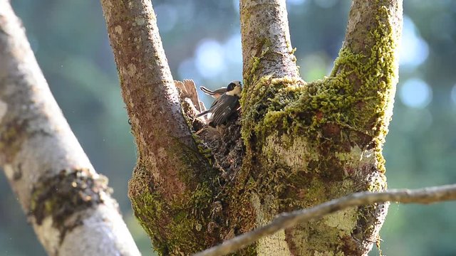 Independence day of juvenile birds.
Wonderful juvenile birds,Black throated bushtit,first step outside the nest  ,first flying follow their parent  and ready to explore the wild world.
