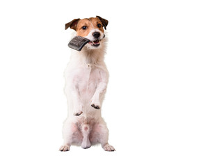 Dog standing on hind legs holding grooming brush in mouth