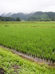 Fototapeta premium 初夏の水田風景