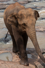 Young asian elephant is walking in the river
