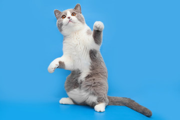 Thick bicolor british cat stands on its hind legs on a blue background.