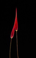 Löwenzahn und Pusteblume