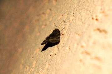 The butterfly stands on the wall