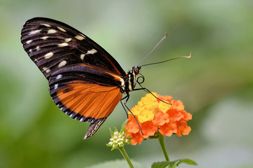 Obraz premium Tiger-Passionsblumenfalter