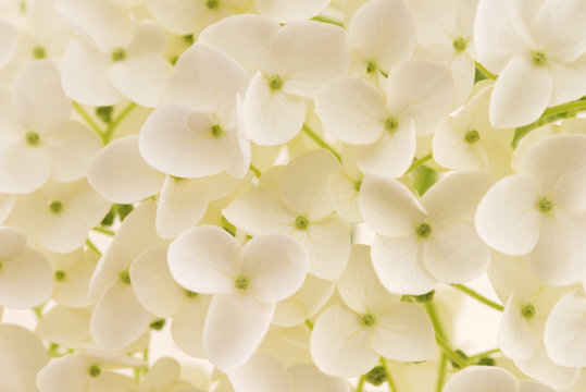 White hydrangea © joanna wnuk