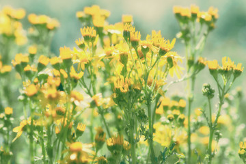 Summer meadow, grass field with yellow flowers, nature background concept, soft focus, warm pastel tones