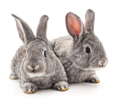 Two gray rabbits.