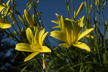 Two day lily, bottom view