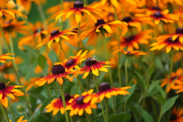 Rudbeckia .....