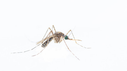 mosquito on white background