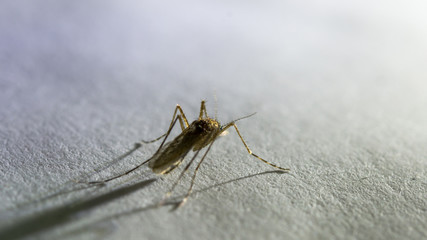 Mosquito in the dark