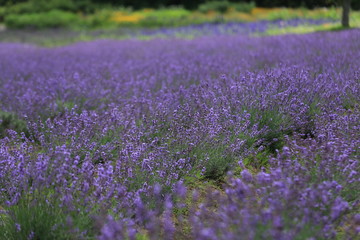 Fototapeta premium 青山高原 ラベンダー畑