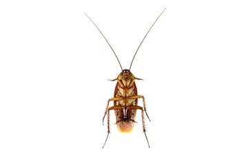 cockroach