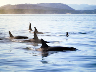 Groupe d& 39 orques (épaulards) se déplaçant ensemble dans un paysage côtier