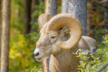 Close up of bighorn sheep in a forest environment