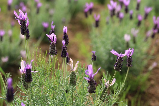 三重のラベンダー畑 Images Browse 8 Stock Photos Vectors And Video Adobe Stock