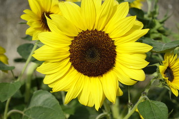 ひまわり　２０１７