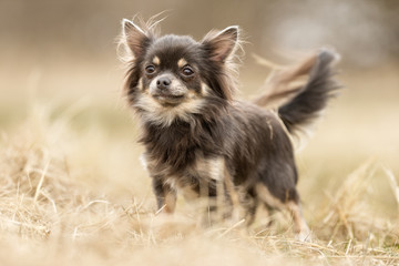 Chihuahua dog - obrazy, fototapety, plakaty