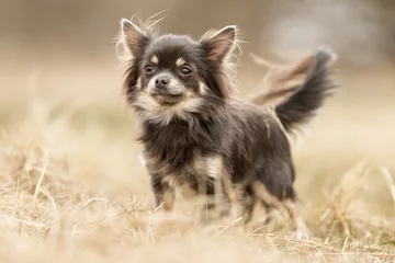 Fotobehang Chihuahua dog © Mikkel Bigandt